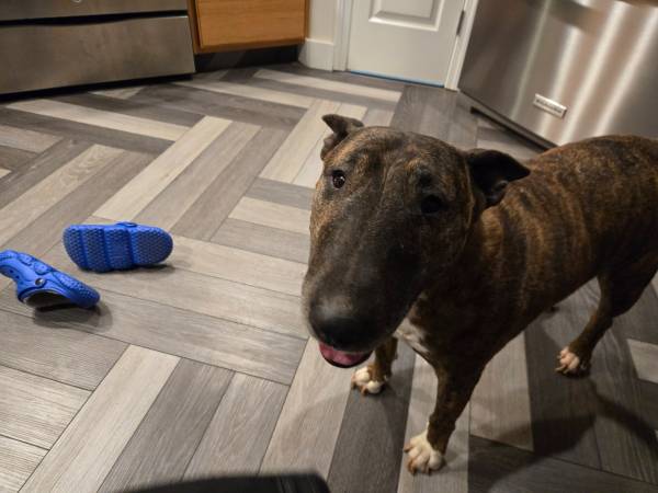 Found Dog in Nampa