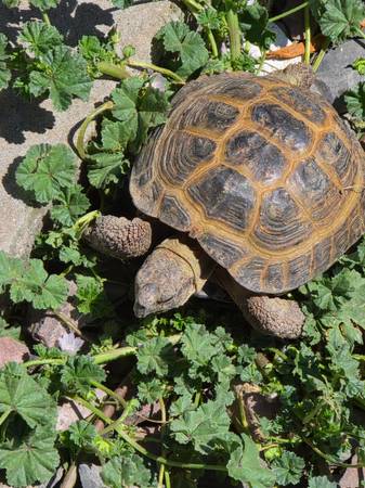 Lost tortoise