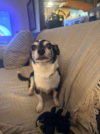 Lost dog