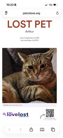 Lost Cat in Northwest Boise