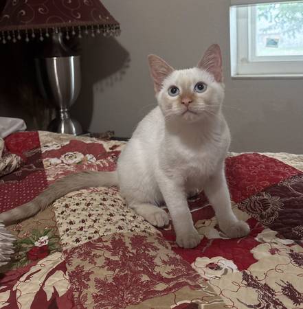 Found Cat in Meridian