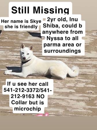 Lost Dog in Parma