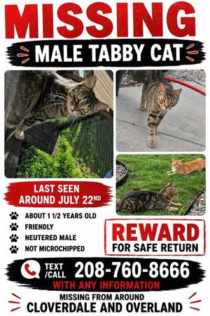 Lost cat