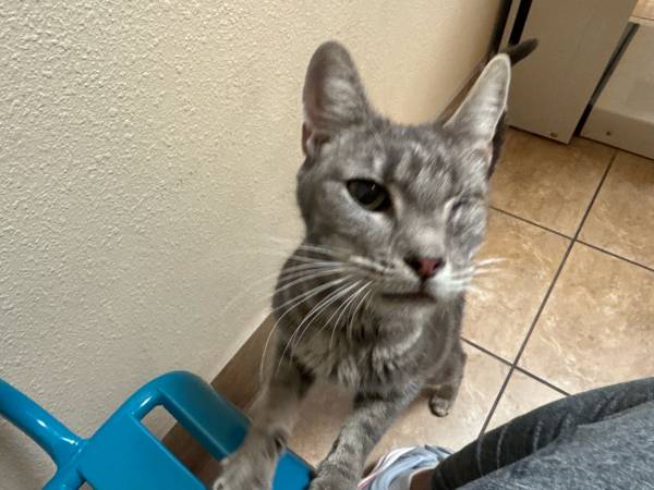 Found Cat in Fairview And Settlers Canal