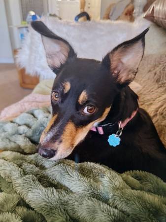 Lost Dog in Nampa