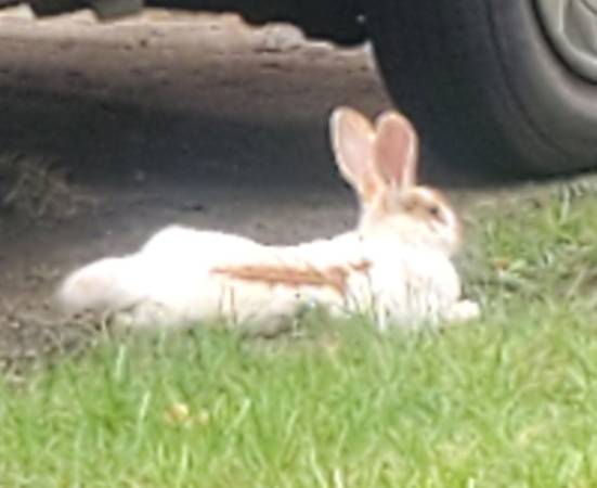 Found rabbit