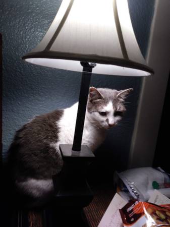Lost Cat in Boise
