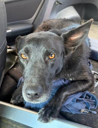 Found dog