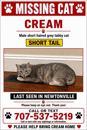 Lost cat