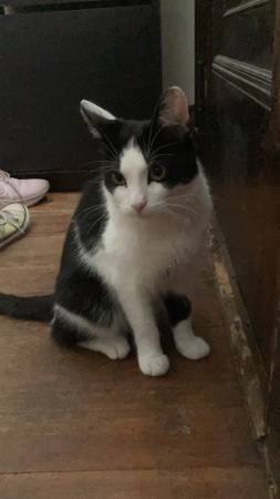 Lost Cat in Boston