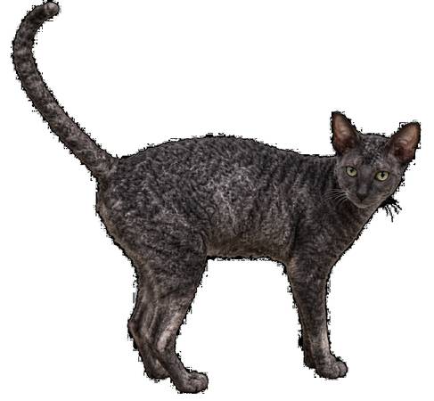 Lost Cat in Maynard