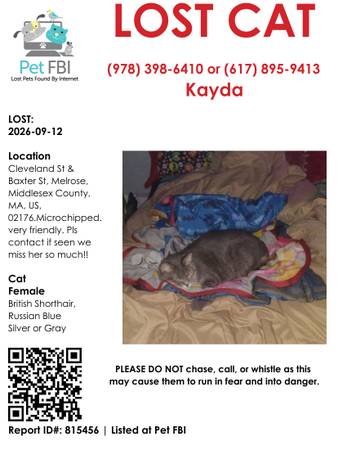 Lost Cat in Melrose