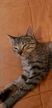 Lost Cat in Lafayette