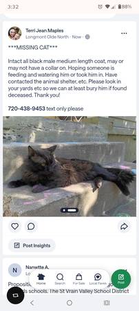 Lost Cat in Longmont