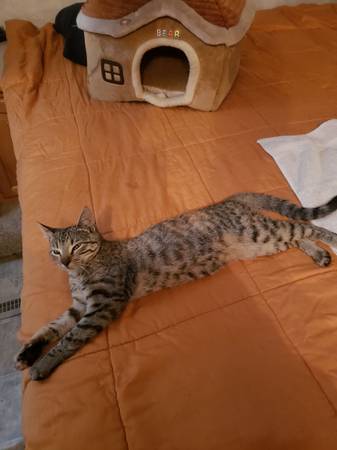 Lost cat