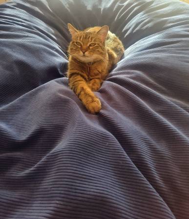 Lost Cat in Boulder