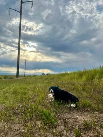 Lost Dog in Longmont