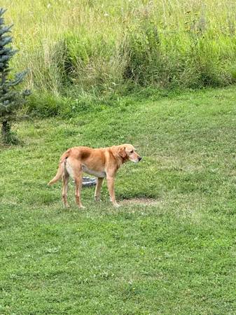 Found Dog in Bozeman