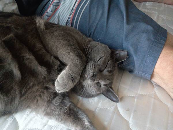 Lost Cat in Livingston