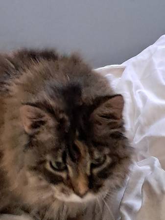 Lost Cat in Nisswa