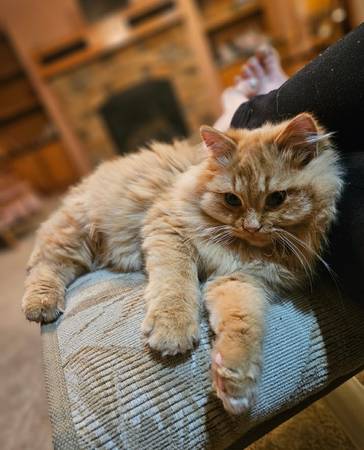 Lost Cat in Wadena