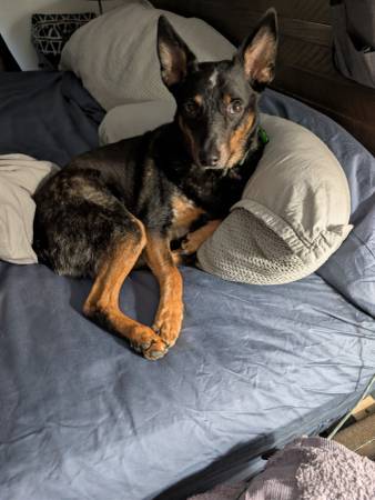 Lost Dog in Harlingen