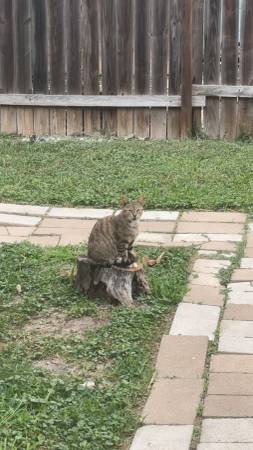 Lost Cat in Harlingen