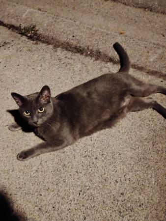 Lost Cat in Buffalo