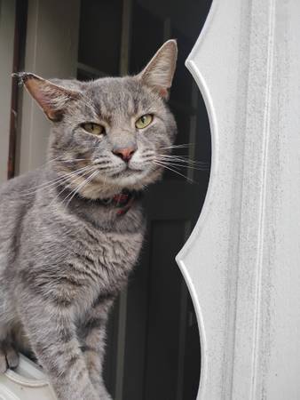 Lost Cat in Wurlitzer Park