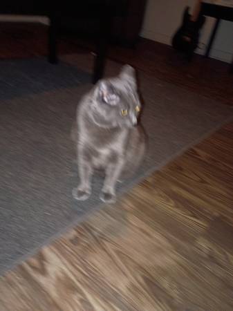 Lost Cat in Whitehall