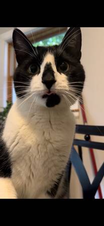 Lost cat