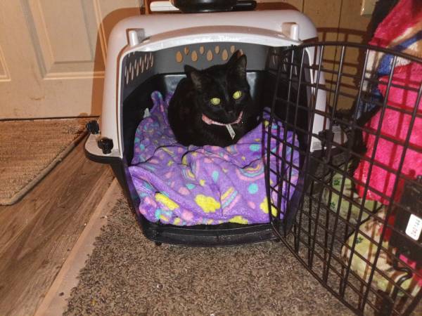Lost Cat in Alma