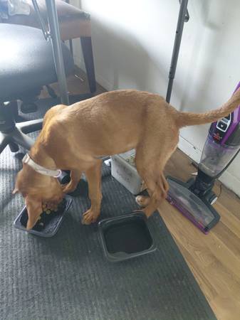 Found Dog in Country Brook Apartments