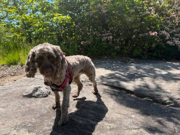 Lost dog