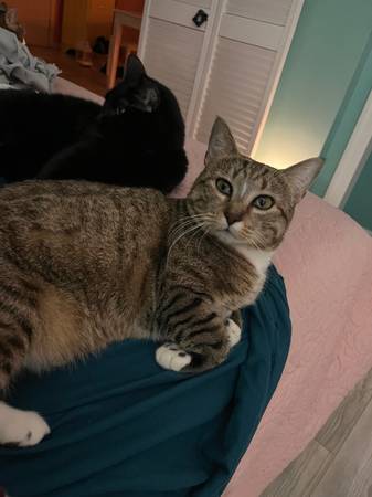 Lost cat