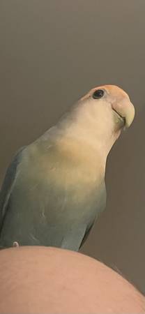 Lost Bird in James Island