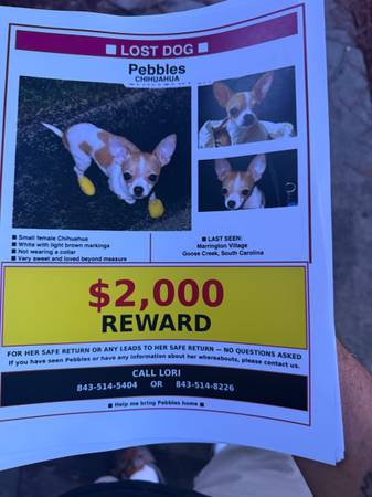 Lost Dog in Goose Creek