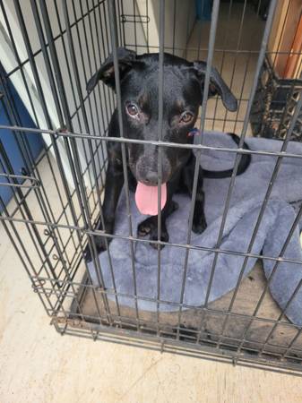 Found Dog in Charlotte