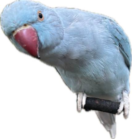 Lost Bird in Ooltewah