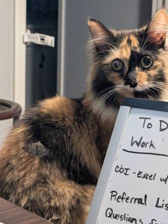 Lost Cat in Charleston