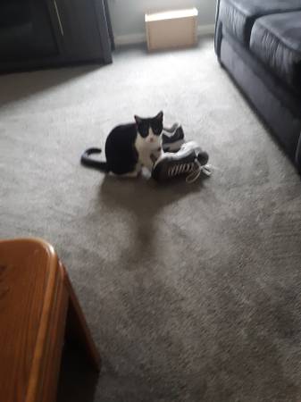 Lost Cat in Celoron