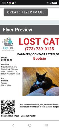 Lost Cat in Chicago