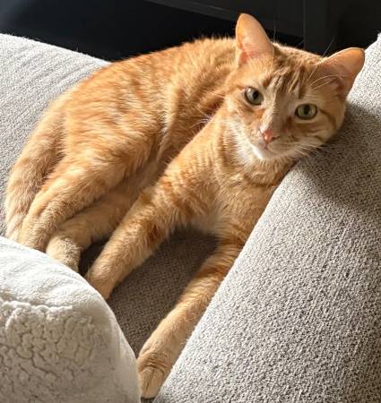 Lost Cat in Orland Park