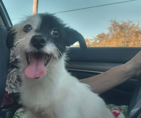 Found dog