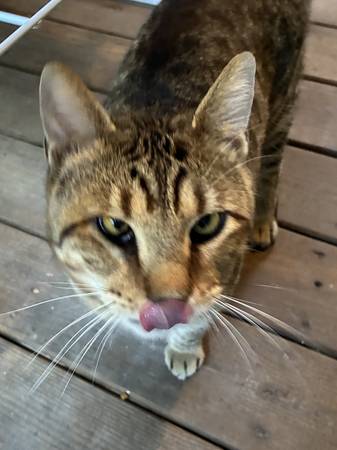 Found cat