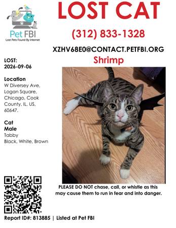 Lost cat