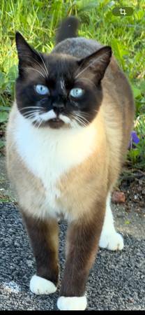 Lost Cat in Itasca