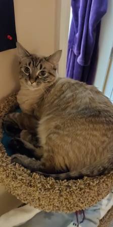 Lost cat