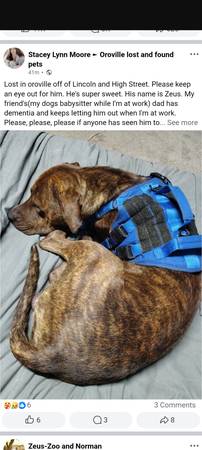 Lost Dog in Oroville