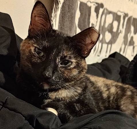 Lost Cat in Chico